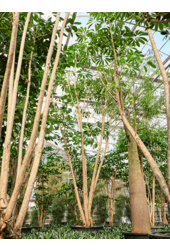 Schefflera Actinophylla Amate (700-800)