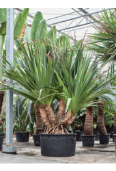 Pandanus Utilis (300-400)