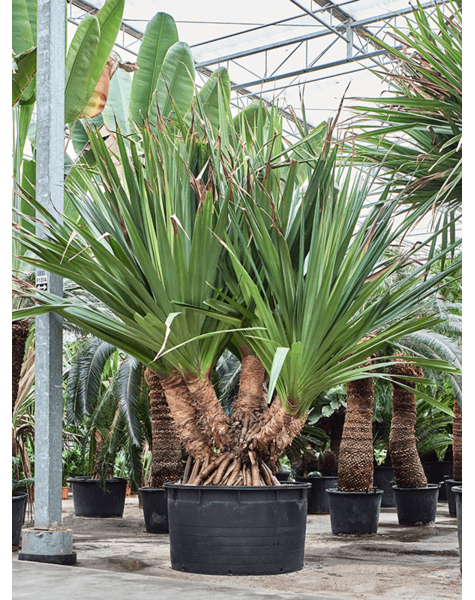 Pandanus