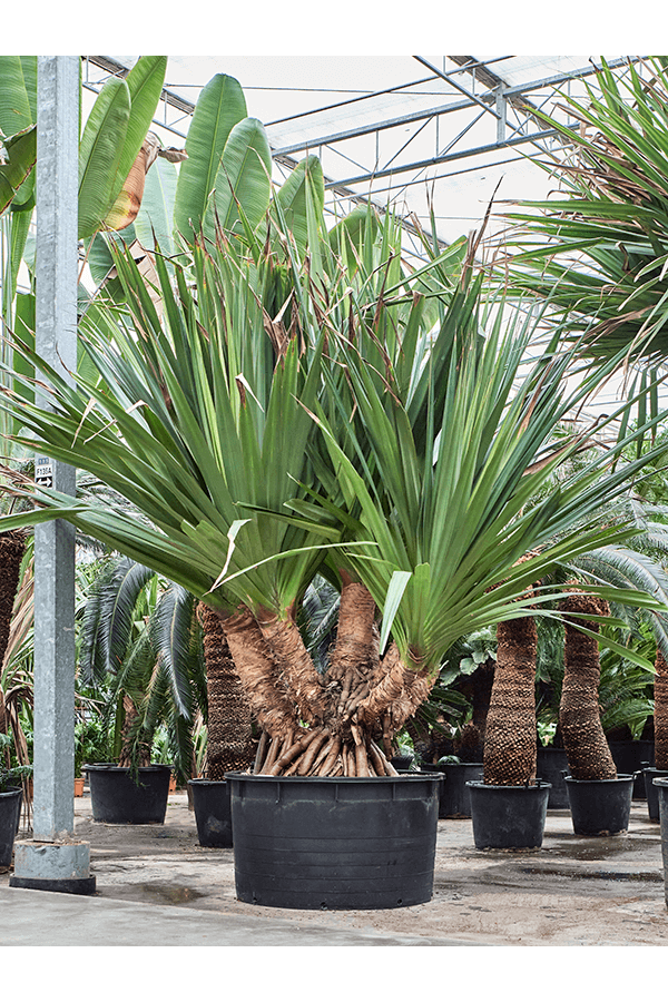 Pandanus Utilis (300-400)