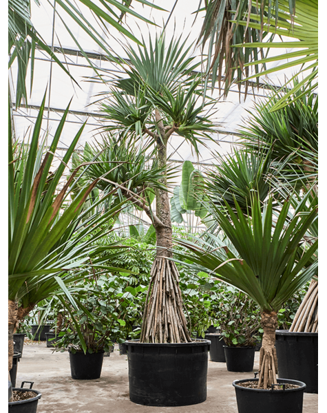 Pandanus