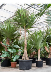 Pandanus Utilis