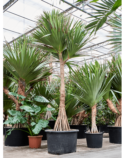 Pandanus