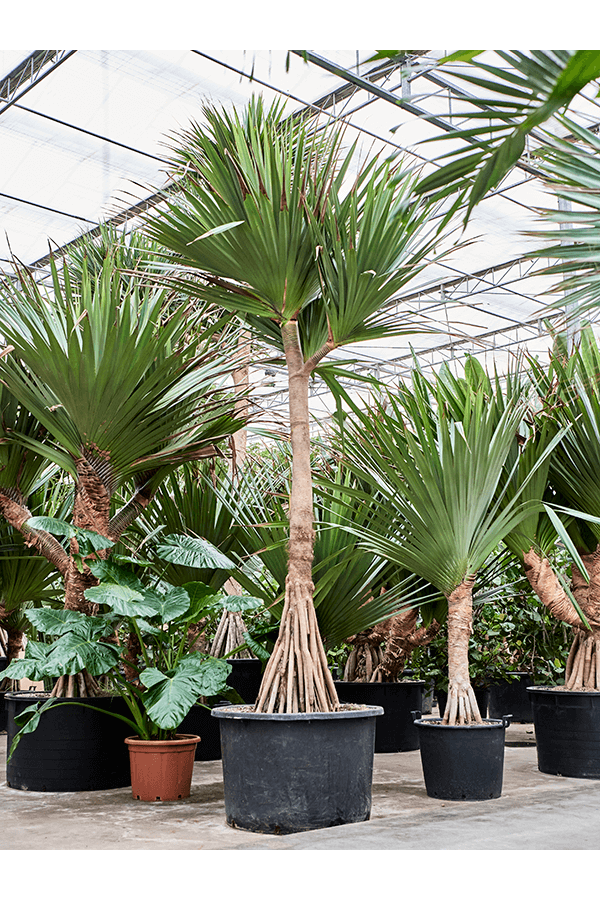 Pandanus Utilis