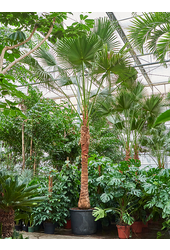Livistona Chinensis