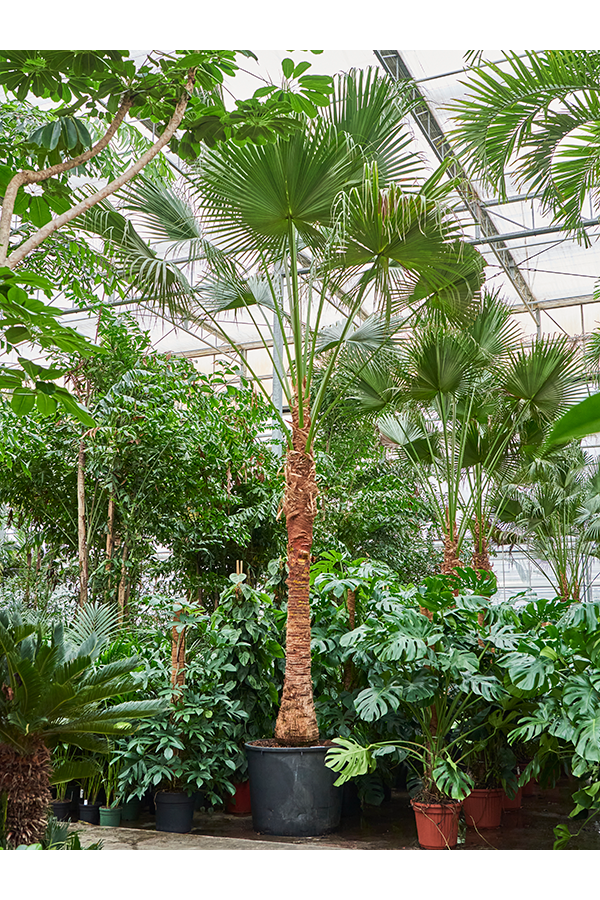 Livistona Chinensis