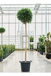 Ficus Microcarpa ‘Nitida’