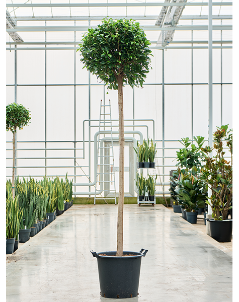 Ficus