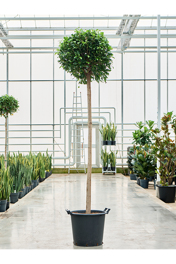 Ficus Microcarpa ‘Nitida’