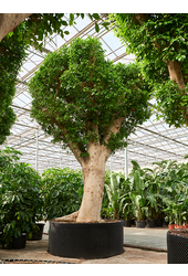 Ficus Microcarpa ‘Nitida’