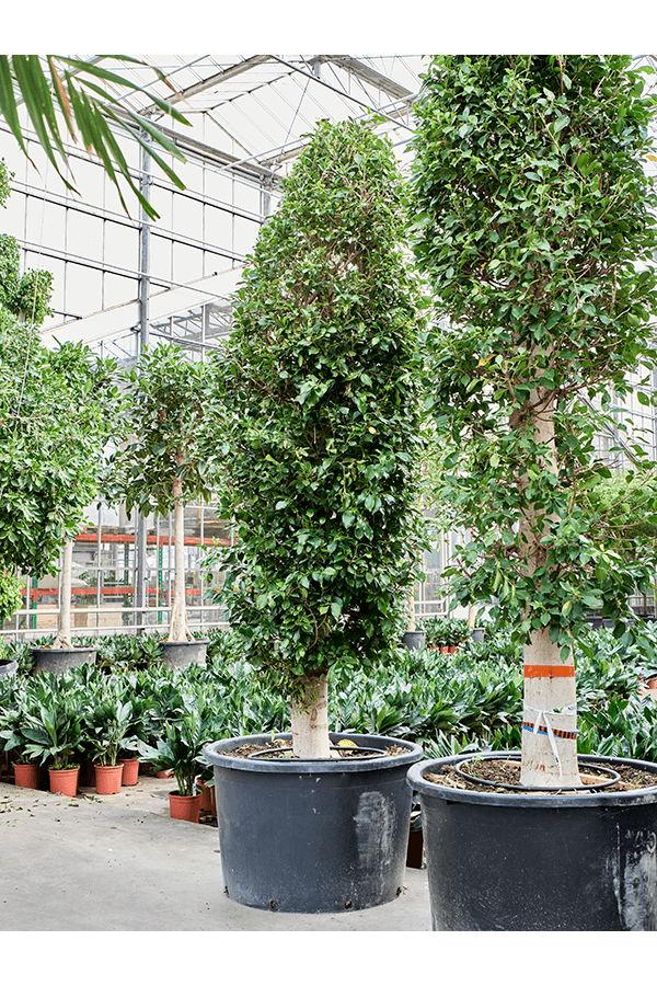 Ficus Microcarpa ‘Nitida’