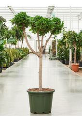 Ficus Microcarpa Moclame