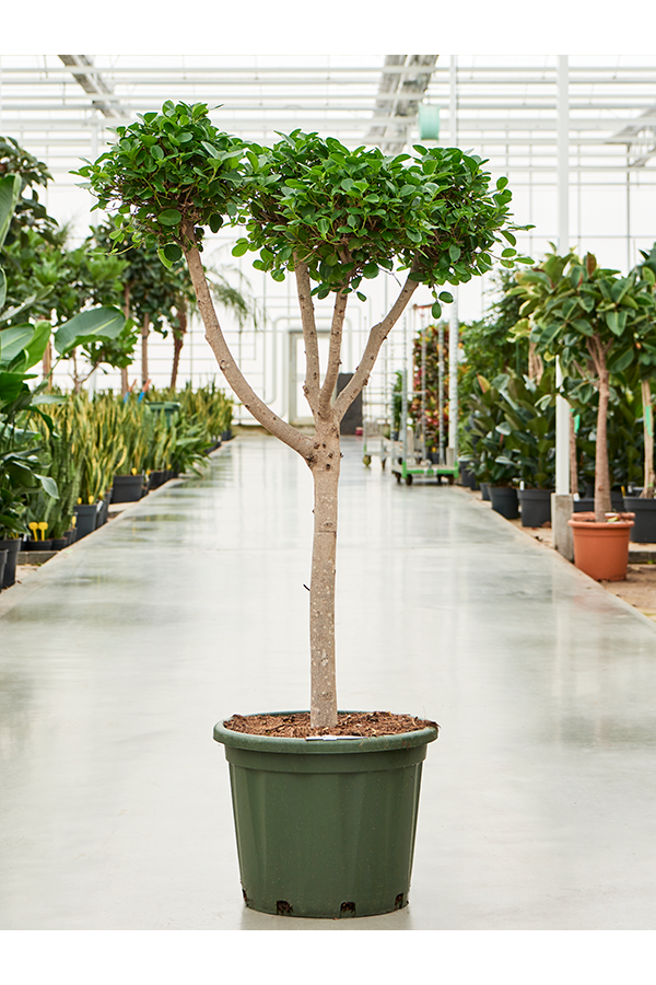 Ficus Microcarpa Moclame
