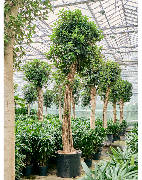 Ficus