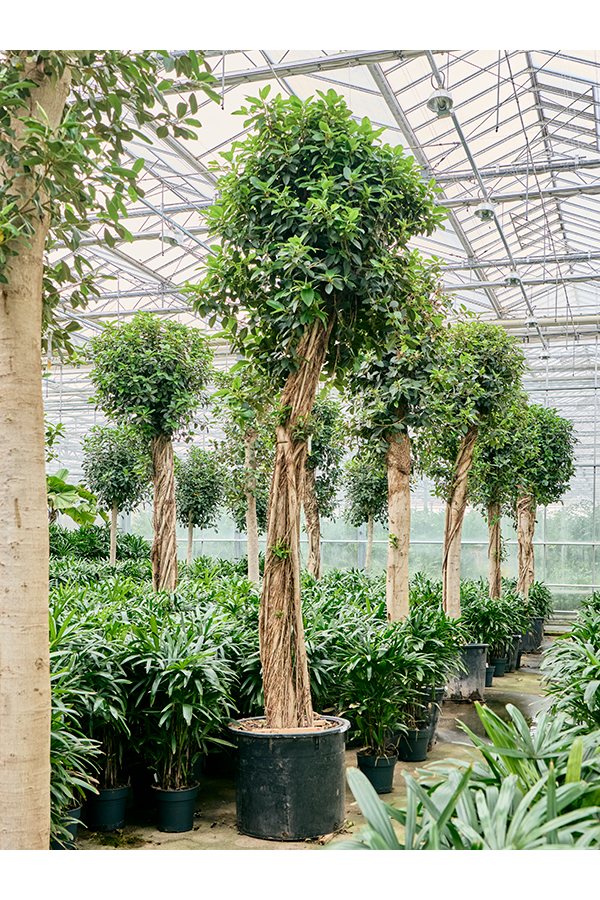 Ficus Rubiginosa Australis