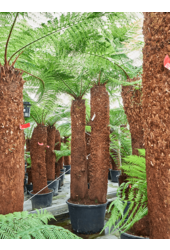 Dicksonia Antarctica