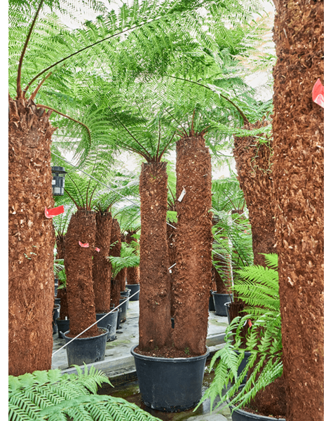 Dicksonia
