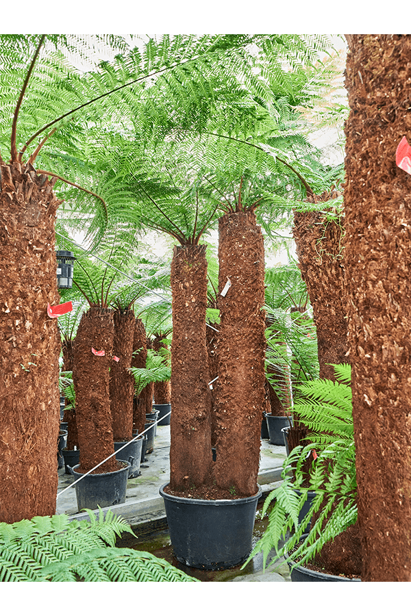 Dicksonia Antarctica