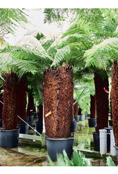 Dicksonia Antarctica