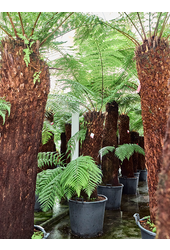 Dicksonia Antarctica