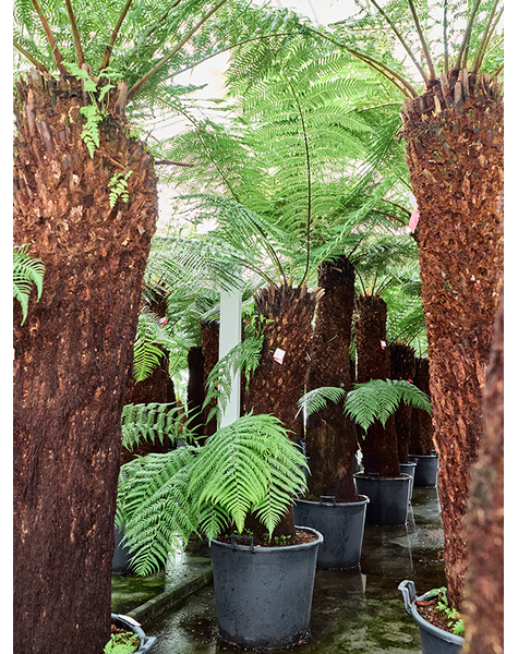 Dicksonia