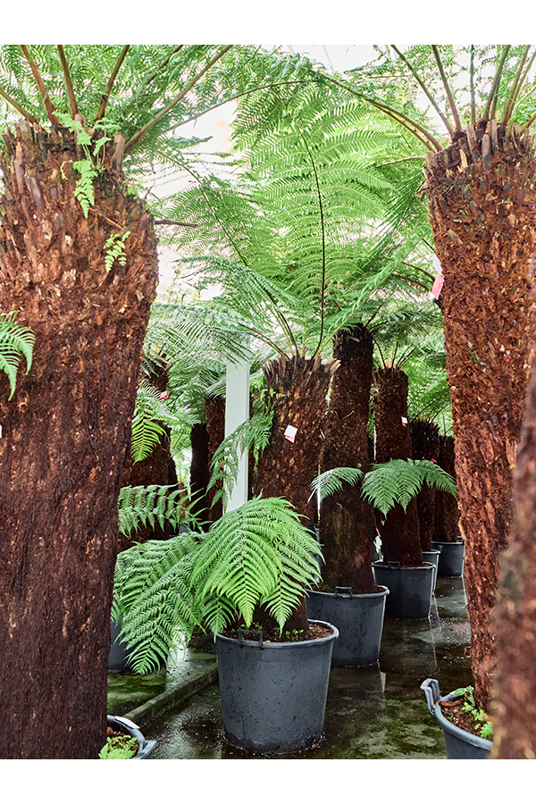 Dicksonia Antarctica