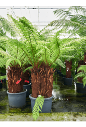 Dicksonia Antarctica (160-200)