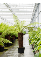 Dicksonia Antarctica