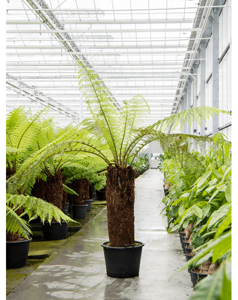 Dicksonia