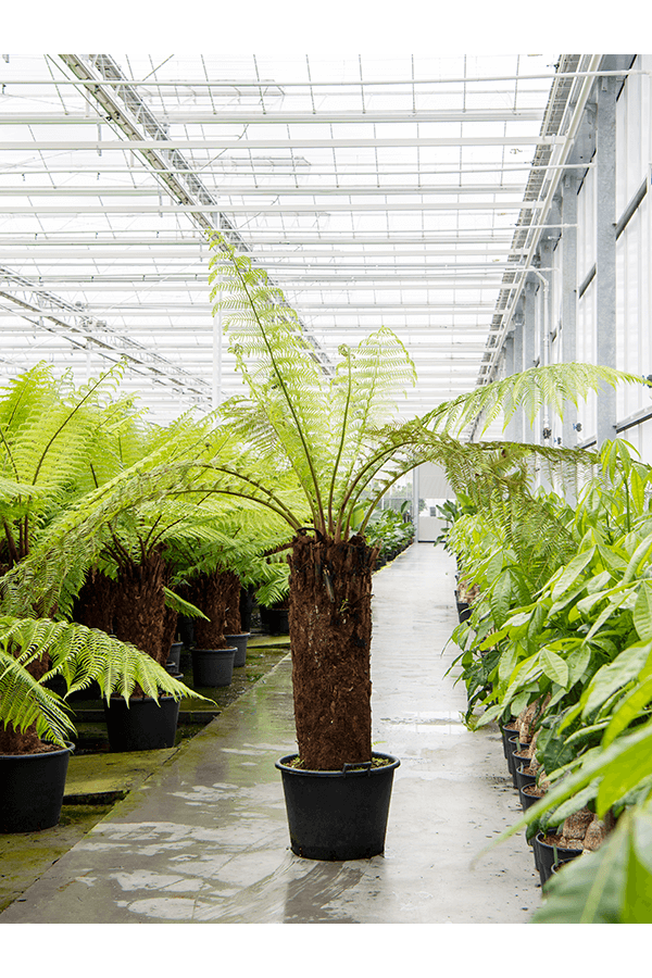 Dicksonia Antarctica
