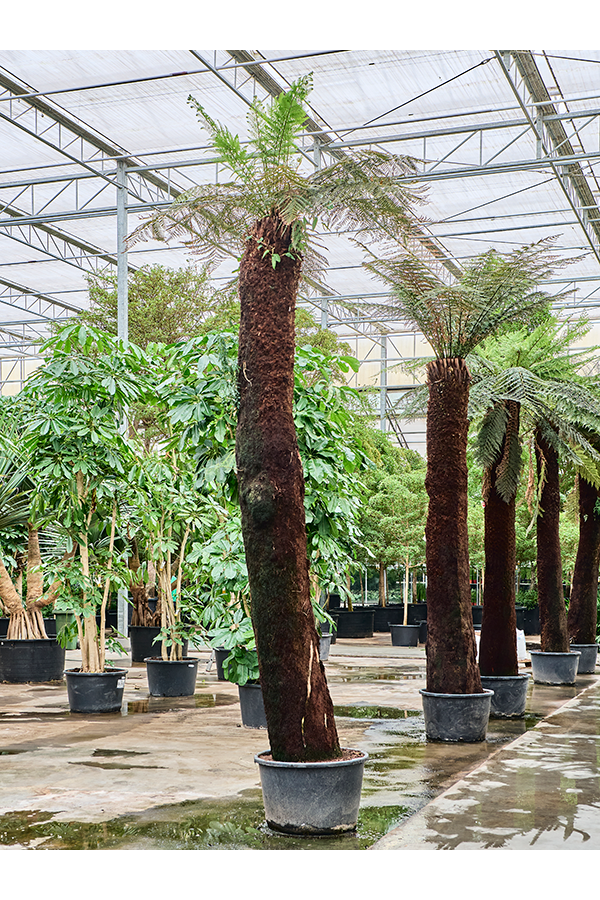 Dicksonia Antarctica