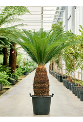 Cycas Revoluta