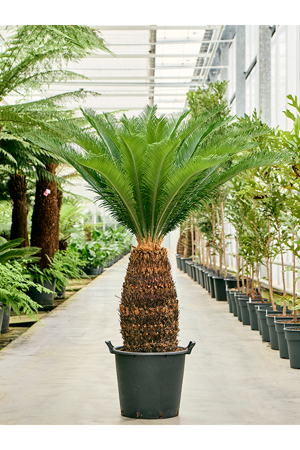 Cycas Revoluta