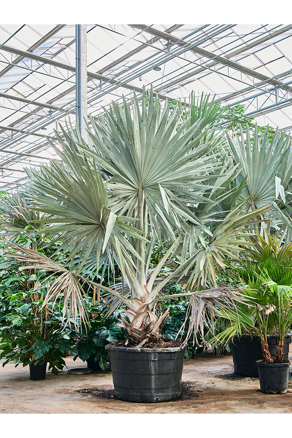 Bismarckia Nobilis
