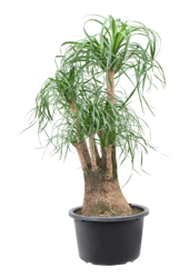 Beaucarnea Recurvata