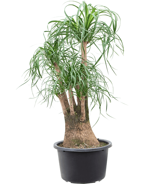 Beaucarnea