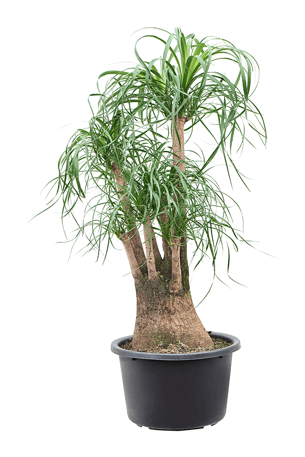 Beaucarnea Recurvata