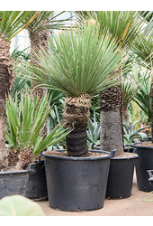 Dasylirion Serratifolium