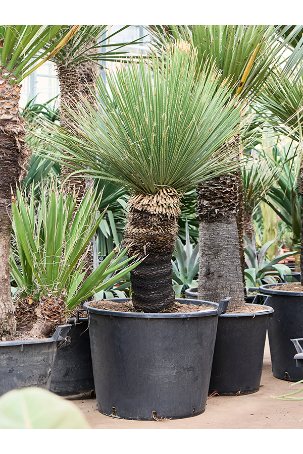 Dasylirion Serratifolium