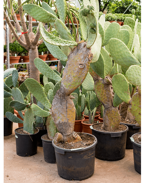 Opuntia