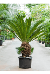 Cycas Revoluta
