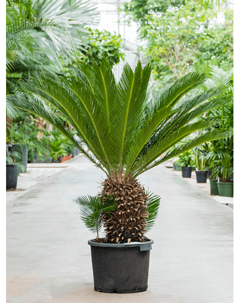 Cycas