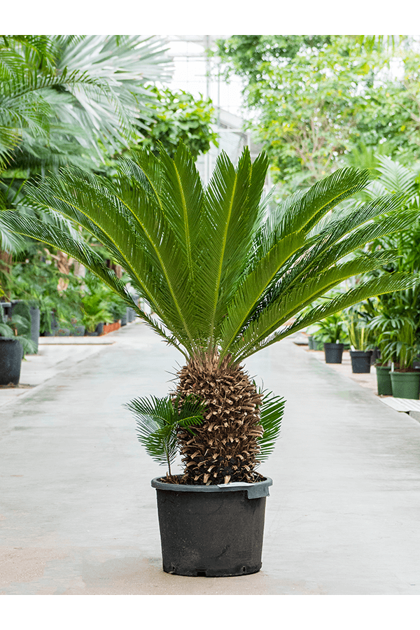 Cycas Revoluta