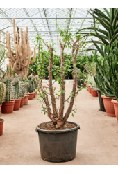 Fouquieria Splendens
