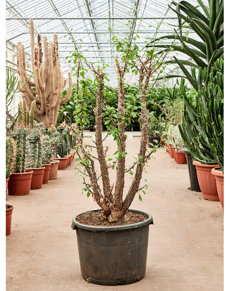 Fouquieria