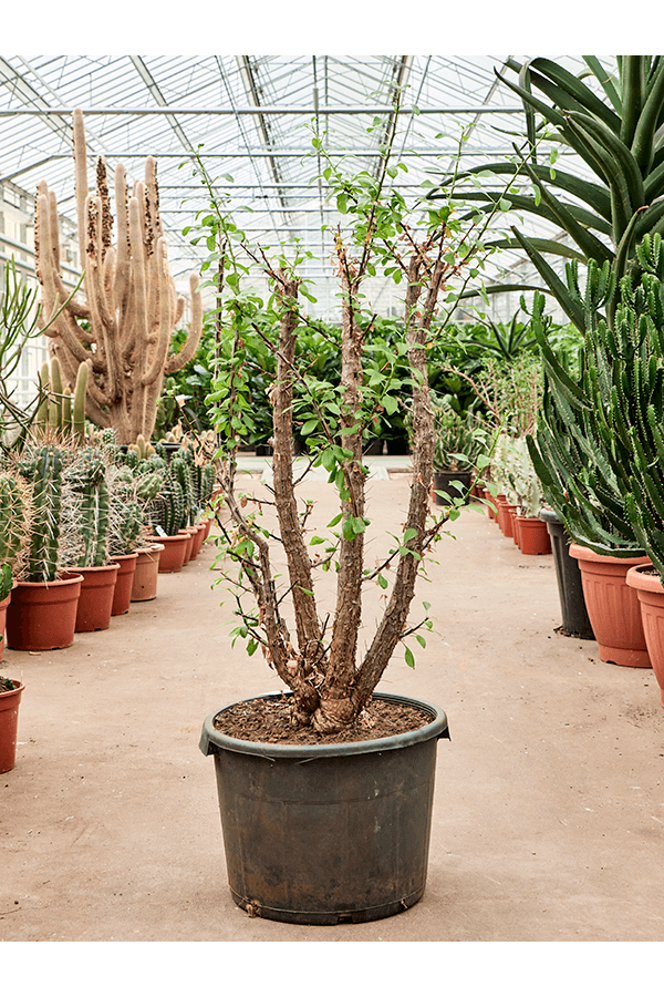 Fouquieria Splendens