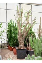 Fouquieria Splendens