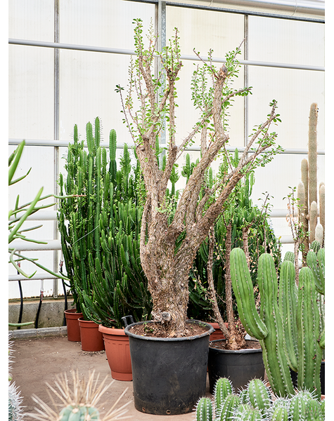 Fouquieria