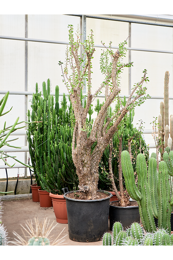 Fouquieria Splendens