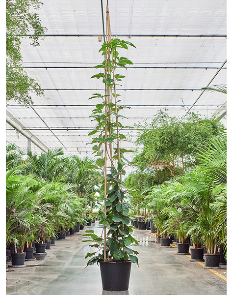 Tetrastigma